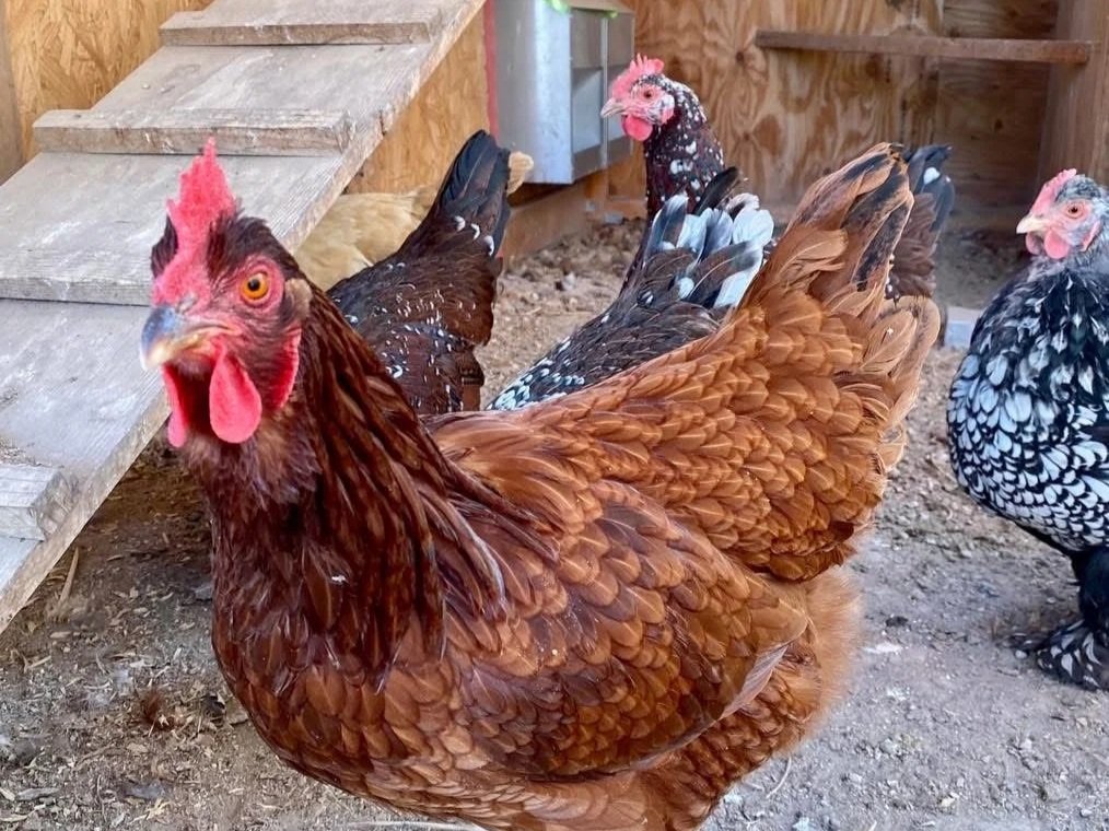 Brown hen in a chicken coop with other hens in the background, showcasing various feather patterns and colors. The hens are interacting in a natural setting, emphasizing backyard poultry farming.